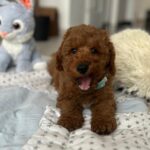 Eddie-male-miniature-poodle-puppy-for-sale- (6)
