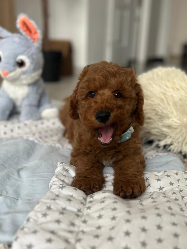 Eddie Miniature Poodle Eddie Miniature Poodle