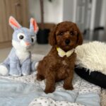 Eldon-male-miniature-poodle-puppy-for-sale- (1)