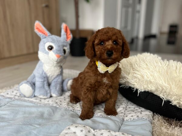 Eldon Miniature Poodle Eldon Miniature Poodle