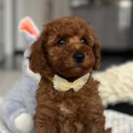 Eldon-male-miniature-poodle-puppy-for-sale- (2)