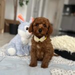 Eldon-male-miniature-poodle-puppy-for-sale- (3)