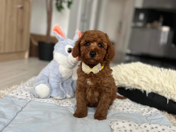 Eldon Miniature Poodle Eldon Miniature Poodle