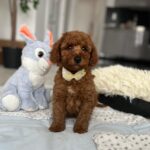 Eldon-male-miniature-poodle-puppy-for-sale- (4)