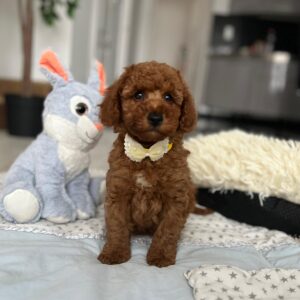 Eldon Miniature Poodle Eldon Miniature Poodle