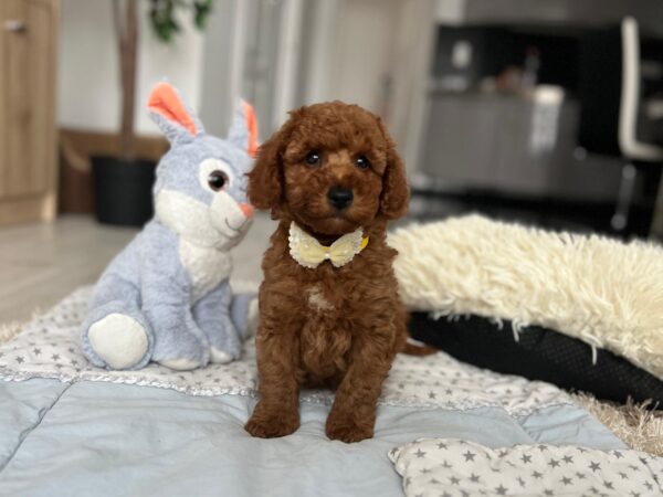 Eldon Miniature Poodle Eldon Miniature Poodle