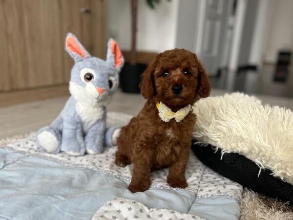 Eldon Miniature Poodle Eldon Miniature Poodle