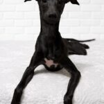Elio-male-italian-greyhound-puppy-for-sale-1