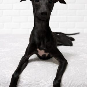 Elio Italian Greyhound Elio Italian Greyhound
