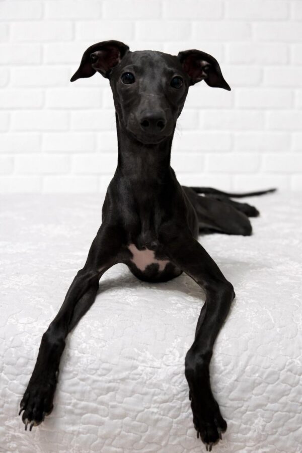 Elio Italian Greyhound Elio Italian Greyhound