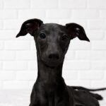 Elio-male-italian-greyhound-puppy-for-sale-2