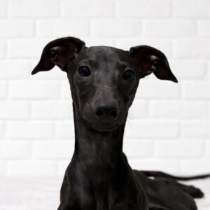 Elio Italian Greyhound Elio Italian Greyhound