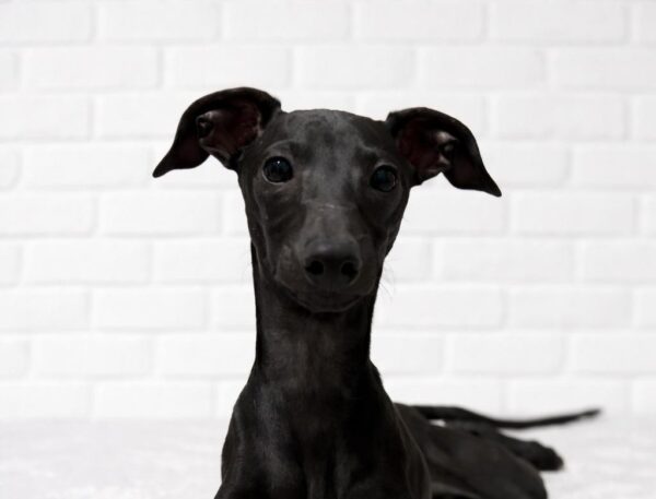 Elio Italian Greyhound Elio Italian Greyhound
