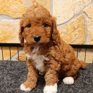 Ella Cavapoo Ella Cavapoo