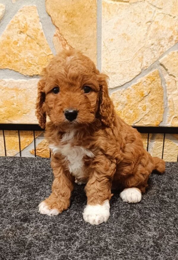 Ella Cavapoo Ella Cavapoo