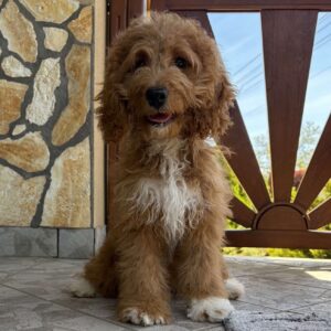 Ella Cavapoo Ella Cavapoo