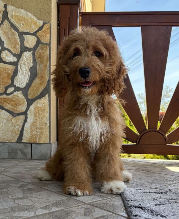 Ella Cavapoo Ella Cavapoo