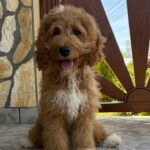 Ella-female-cavapoo-puppy-for-sale- (2)