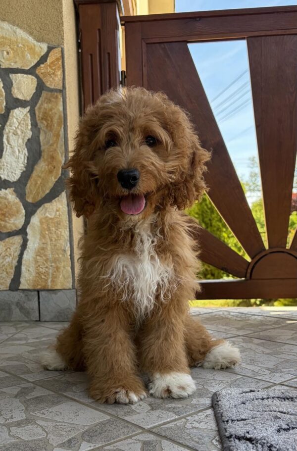 Ella Cavapoo Ella Cavapoo