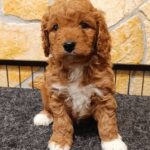 Ella-female-cavapoo-puppy-for-sale-2
