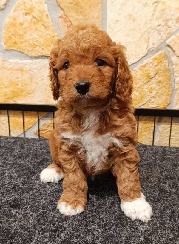 Ella Cavapoo Ella Cavapoo