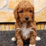 Ella-female-cavapoo-puppy-for-sale-3