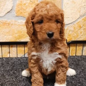Ella Cavapoo Ella Cavapoo