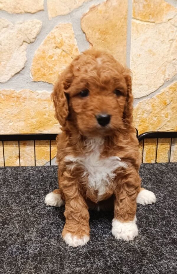 Ella Cavapoo Ella Cavapoo