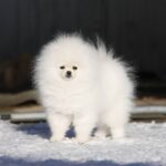 Elroy-male-Pomeranian puppy-for-sale-1