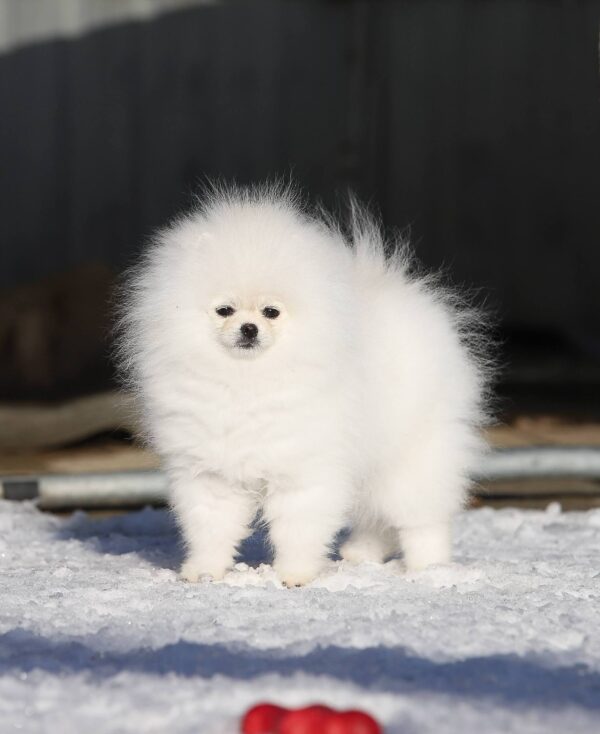 Elroy Pomeranian Elroy Pomeranian