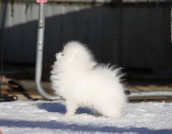 Elroy Pomeranian Elroy Pomeranian