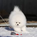 Elroy-male-Pomeranian puppy-for-sale-3