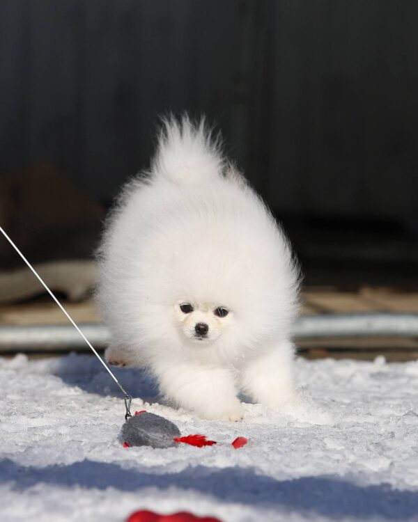 Elroy Pomeranian Elroy Pomeranian