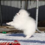 Elroy-male-Pomeranian puppy-for-sale-4