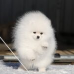 Elroy-male-Pomeranian puppy-for-sale-5