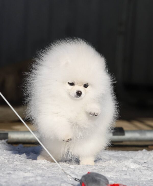 Elroy Pomeranian Elroy Pomeranian