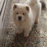 Emir-male-Chow-Chow-puppy-for-sale-upd-1