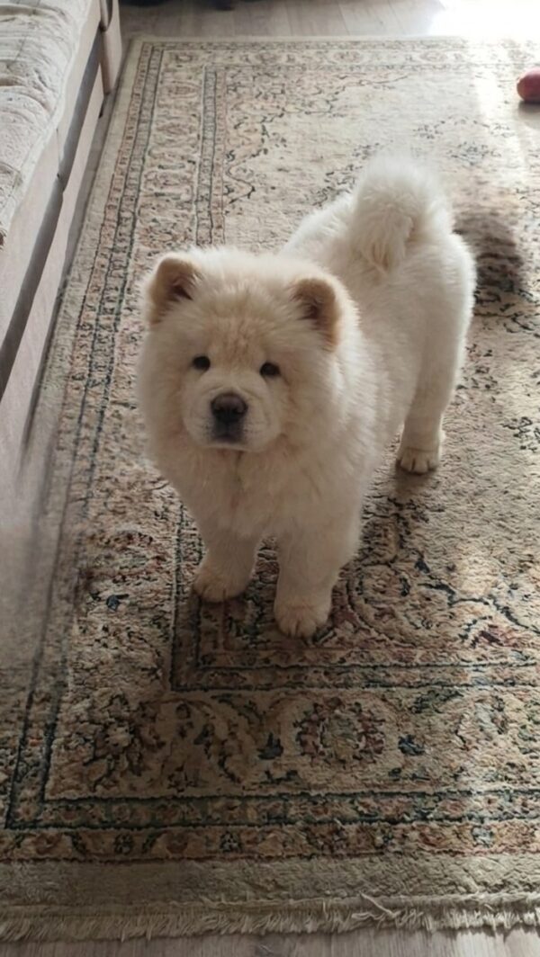 Emir Chow-Chow Emir Chow-Chow