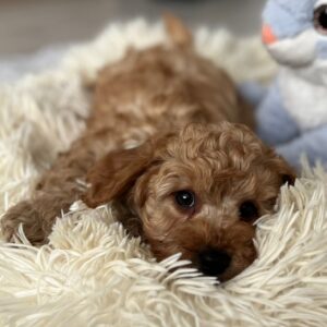 Enzo Miniature Poodle Enzo Miniature Poodle