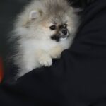 Euphor-male-Pomeranian puppy-for-sale-1