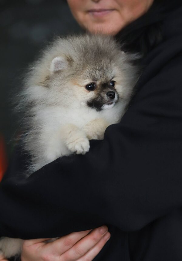 Euphor Pomeranian Euphor Pomeranian