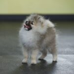 Euphor-male-Pomeranian puppy-for-sale-2