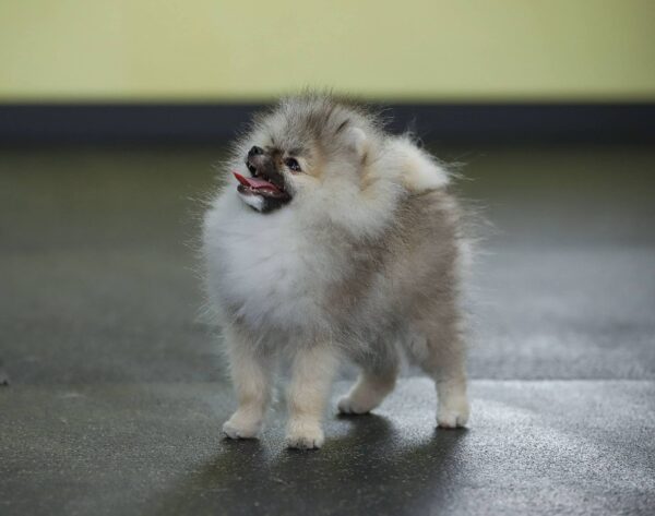 Euphor Pomeranian Euphor Pomeranian