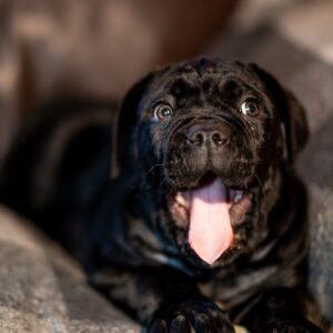 Fabiana Cane Corso Fabiana Cane Corso