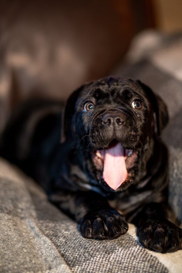Fabiana Cane Corso Fabiana Cane Corso