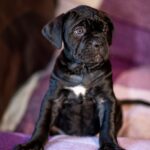 Fabiana-female-cane-corso-puppy-for-sale-1 (2)
