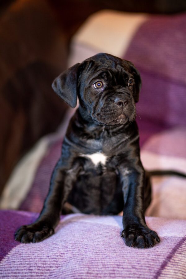 Fabiana Cane Corso Fabiana Cane Corso