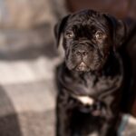 Fabiana-female-cane-corso-puppy-for-sale-1 (3)