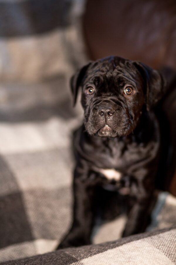 Fabiana Cane Corso Fabiana Cane Corso