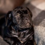 Fabiana-female-cane-corso-puppy-for-sale-1 (4)
